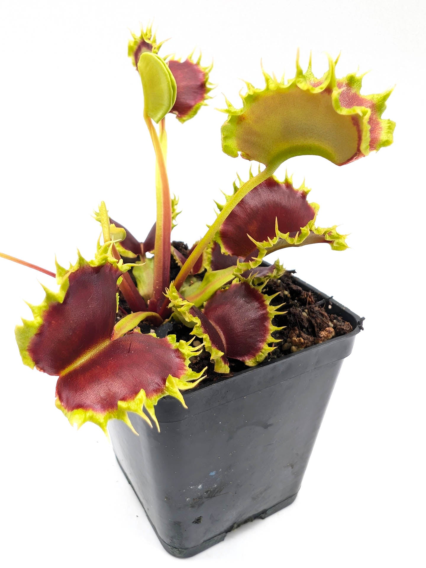 Dionaea muscipula GC Matrix