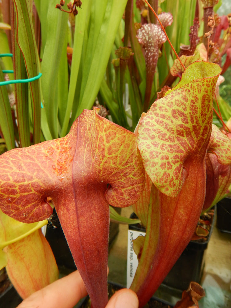 Sarracenia flava var. maxima x purp. ssp. venosa "Inverted veins" Clone B Srba