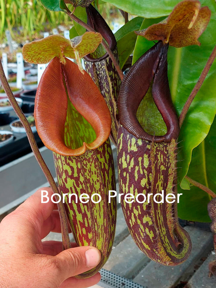 Nepenthes maxima "Lumut" BE-3067 Best Selected Clone