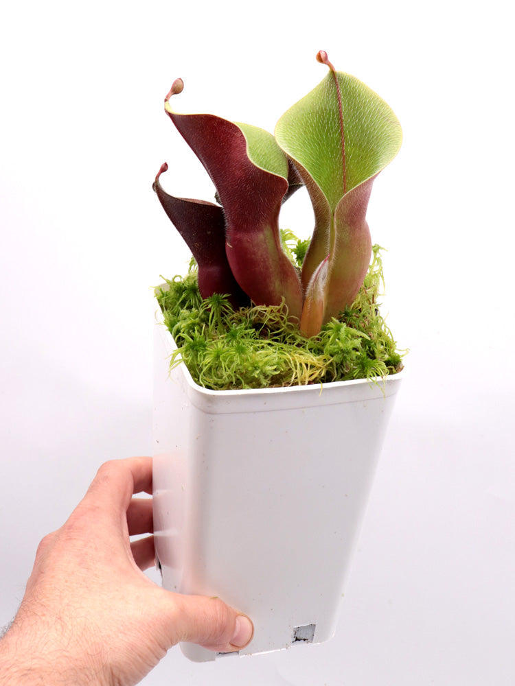 Heliamphora Minor var. Pilosa MS „Giant“