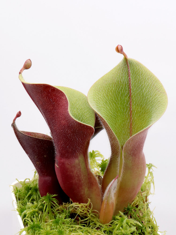 Heliamphora Minor var. Pilosa MS „Giant“