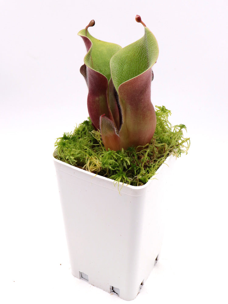Heliamphora Minor var. Pilosa MS „Giant“