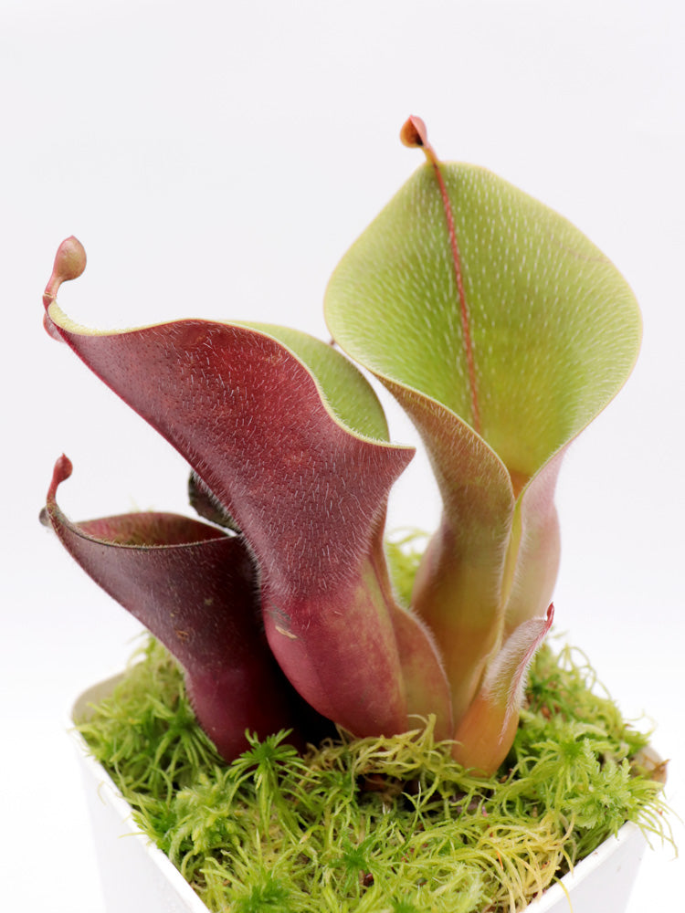 Heliamphora Minor var. Pilosa MS „Giant“