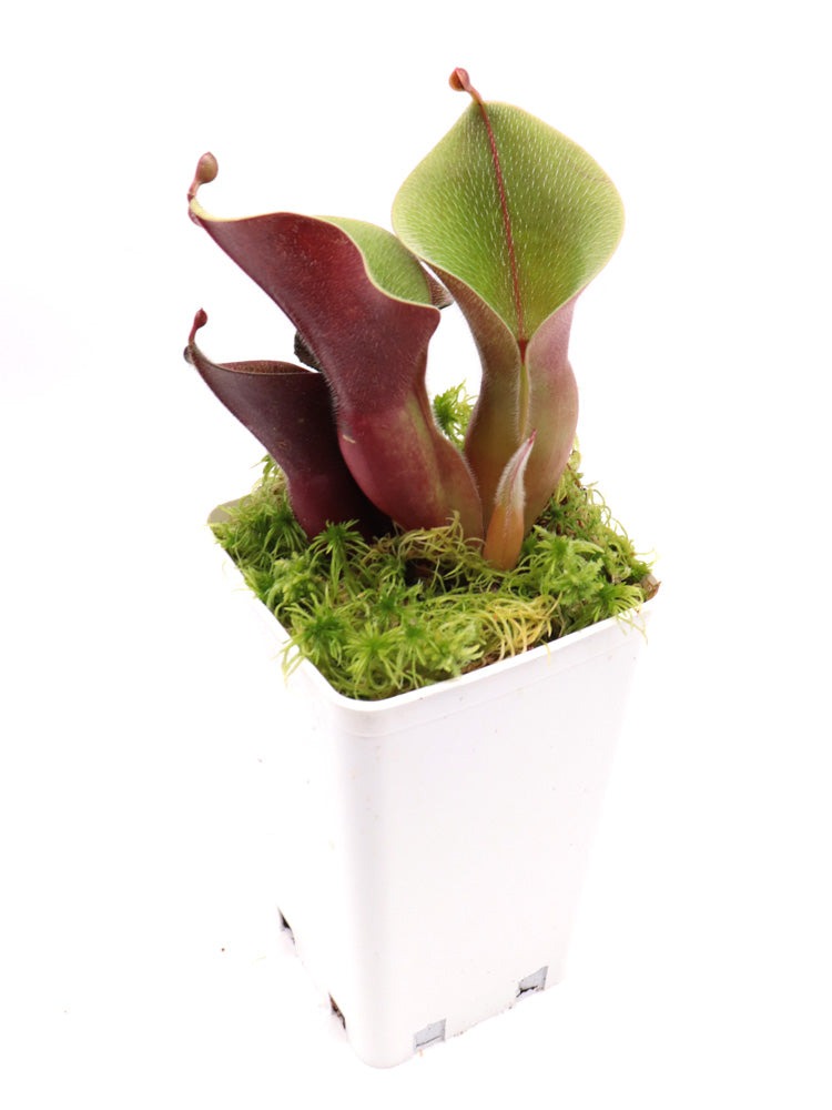 Heliamphora Minor var. Pilosa MS „Giant“