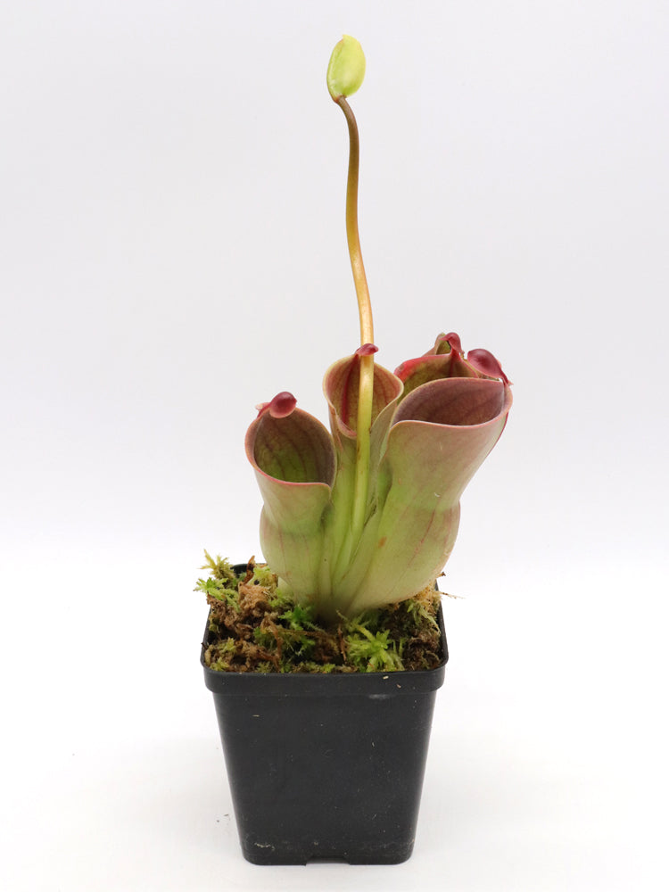 Heliamphora minor Auyan tepui, Venezuela