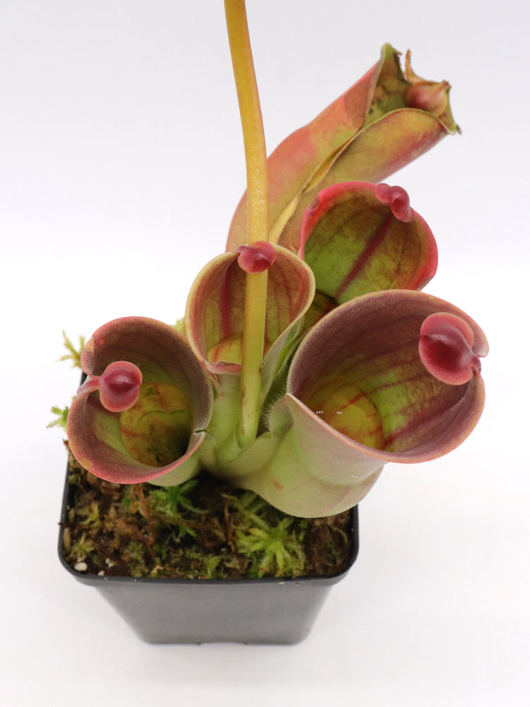 Heliamphora minor Auyan tepui, Venezuela