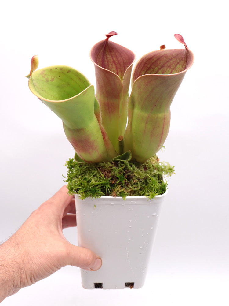 Heliamphora minor Auyan tepui, Venezuela