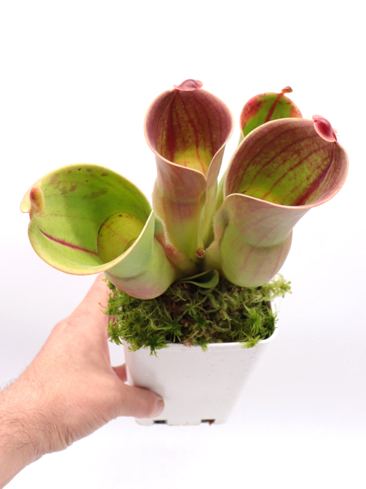 Heliamphora minor Auyan tepui, Venezuela