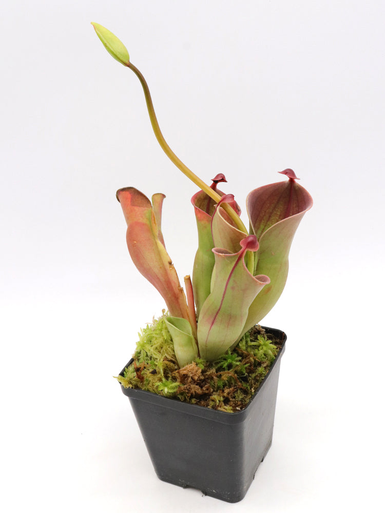 Heliamphora minor Auyan tepui, Venezuela