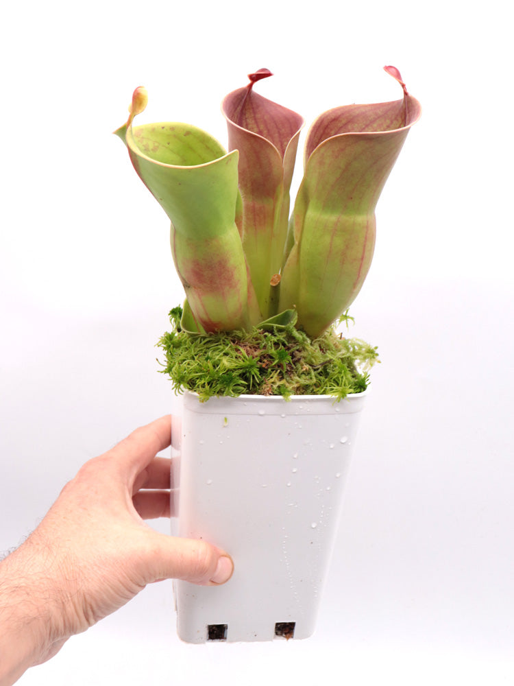 Heliamphora minor Auyan tepui, Venezuela
