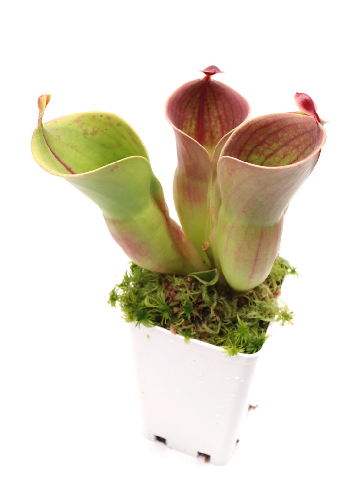 Heliamphora minor Auyan tepui, Venezuela