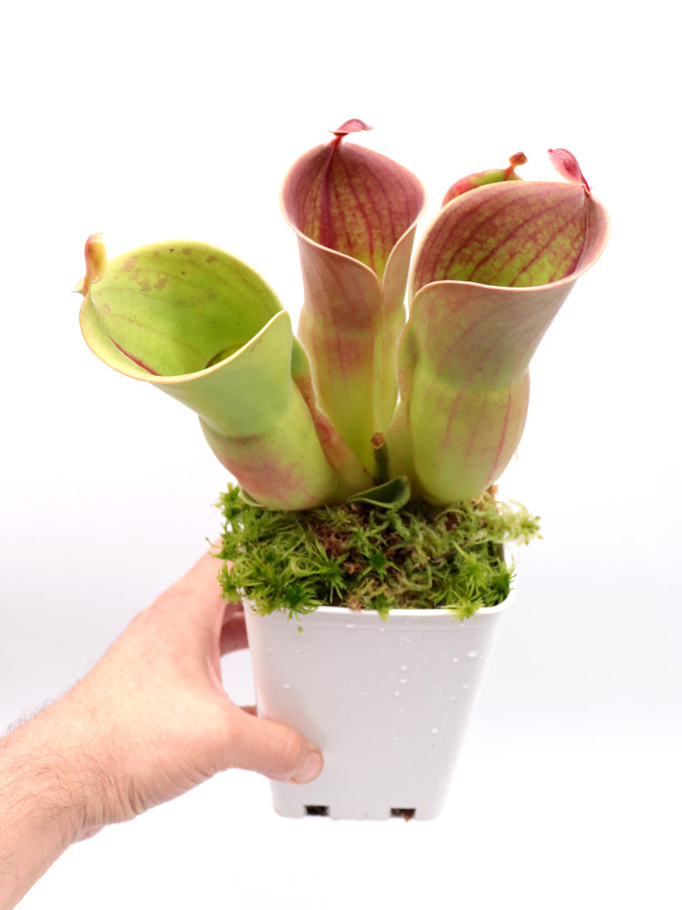 Heliamphora minor Auyan tepui, Venezuela