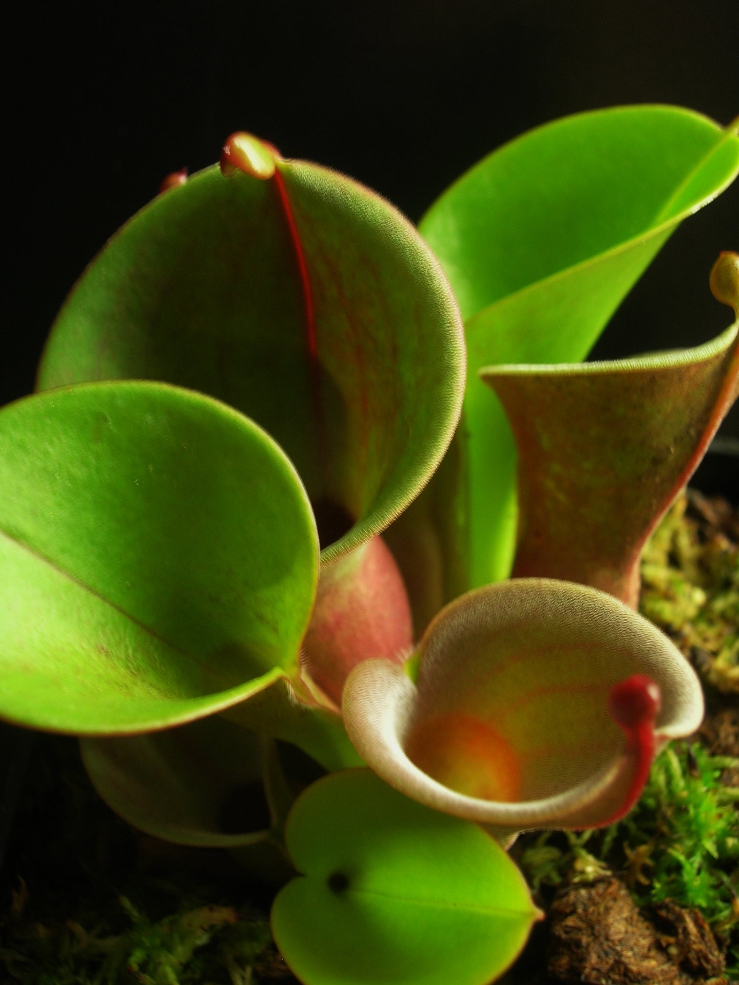 Heliamphora minor Luna Red