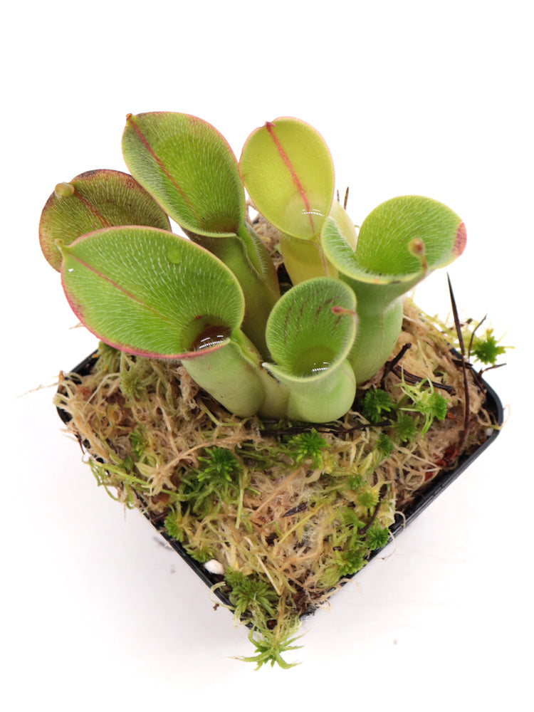 Heliamphora minor var. pilosa Clone 7 AW