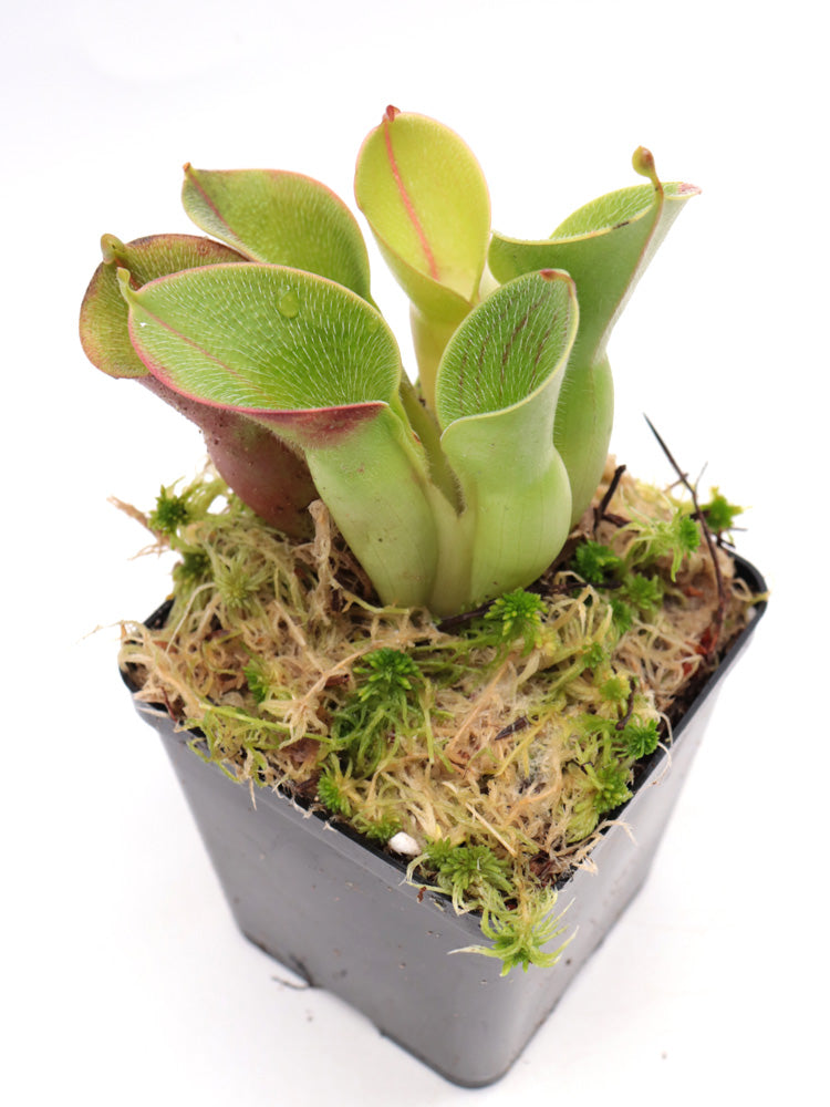 Heliamphora minor var. pilosa Clone 7 AW
