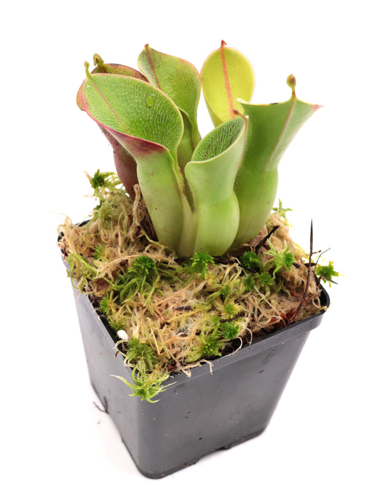Heliamphora minor var. pilosa Clone 7 AW