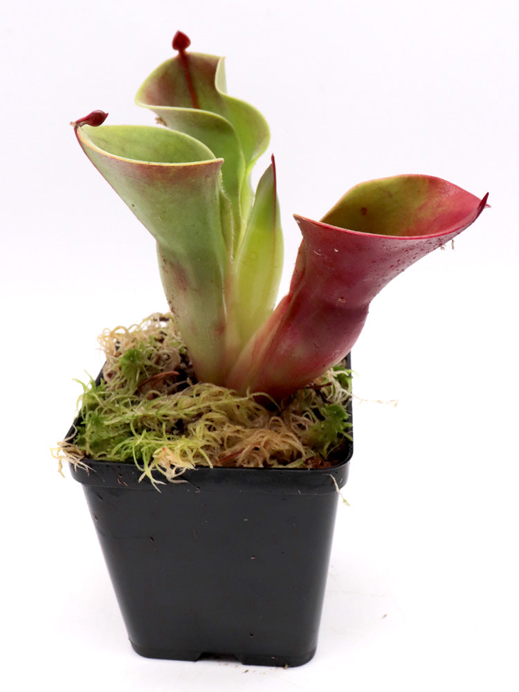 Heliamphora minor Selection 5 AW