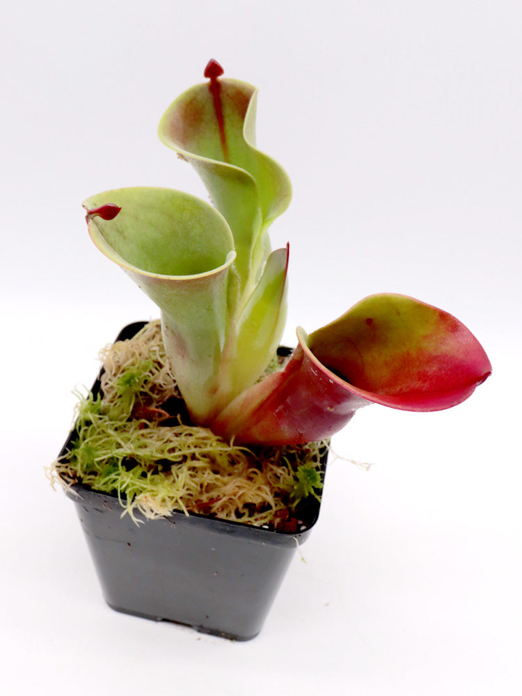 Heliamphora minor Selection 5 AW