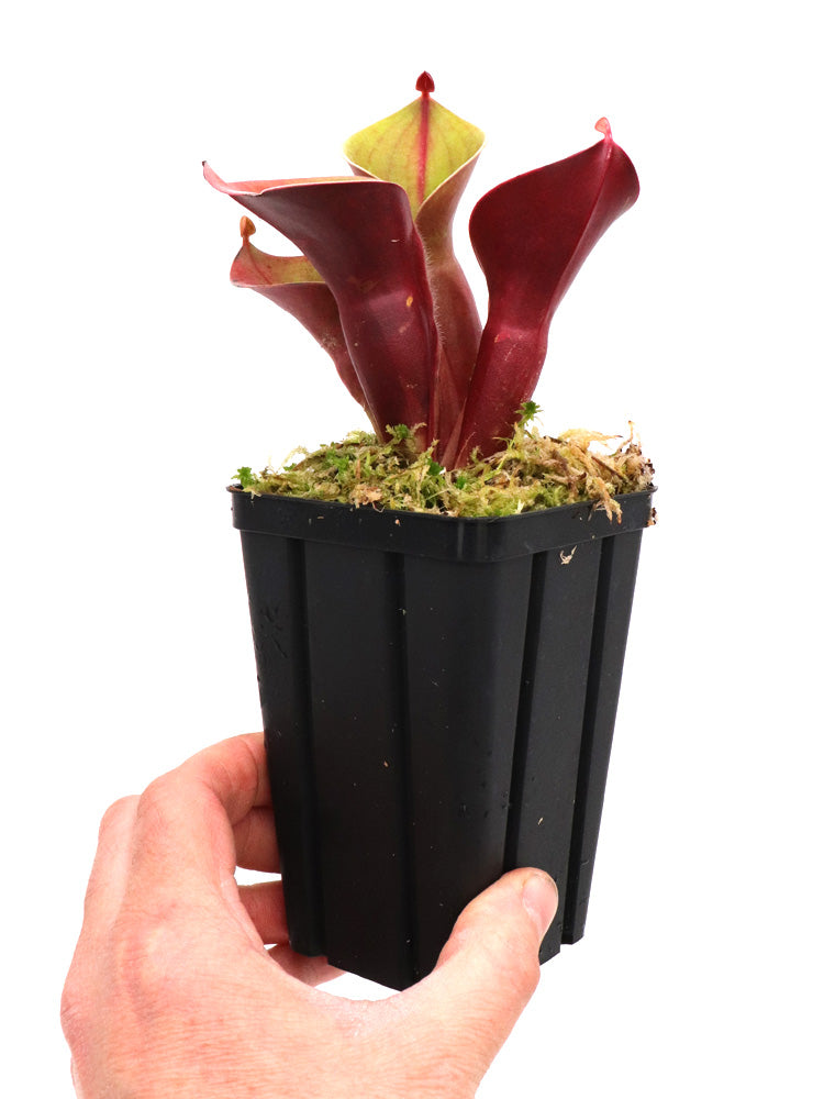 Heliamphora minor Selection A AW