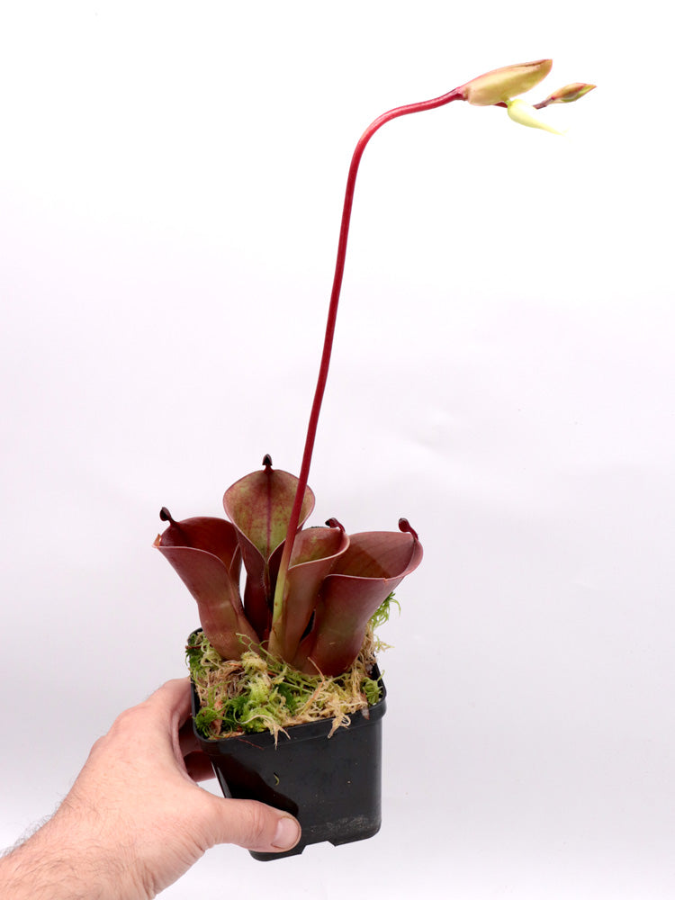 Heliamphora minor "Velvet" Luna Tepui, Venezuela