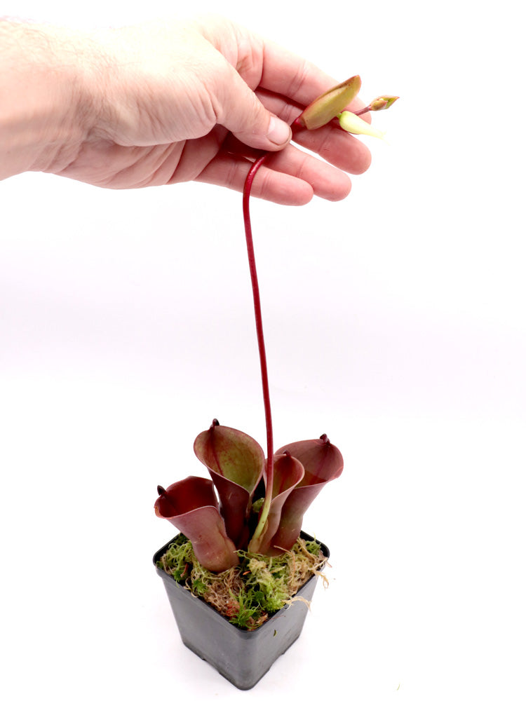 Heliamphora minor "Velvet" Luna Tepui, Venezuela