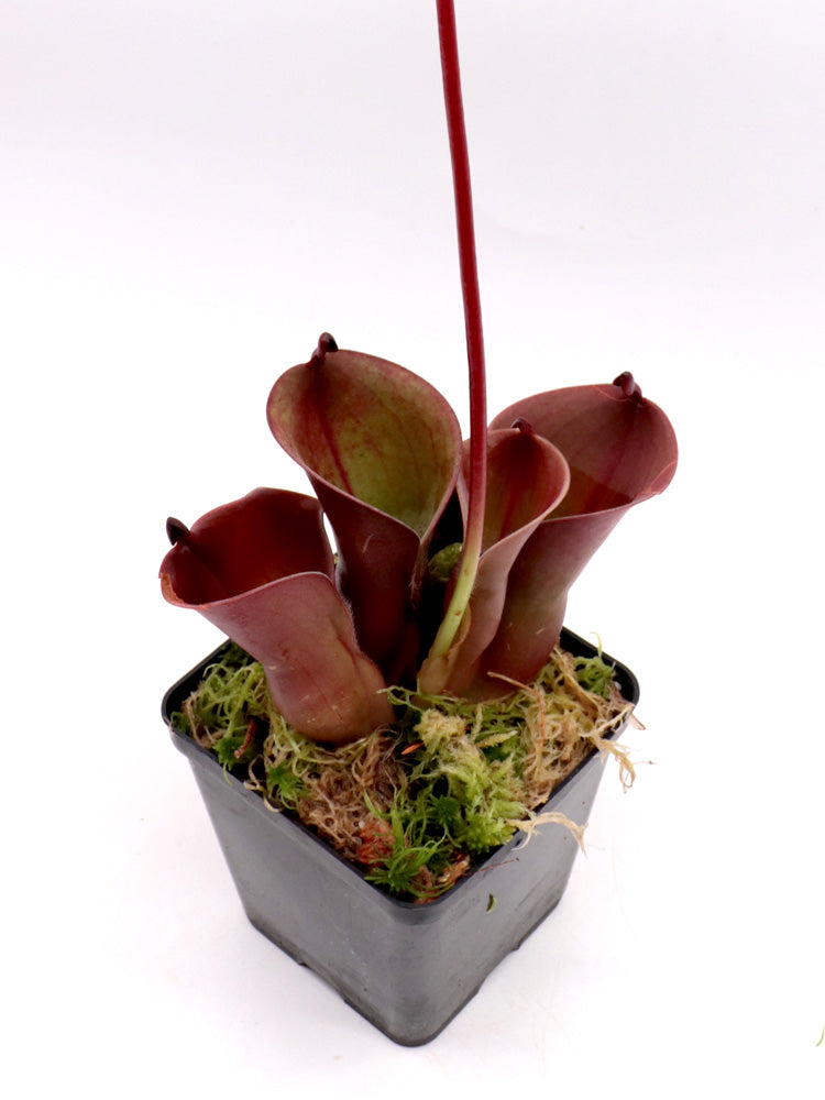 Heliamphora minor "Velvet" Luna Tepui, Venezuela