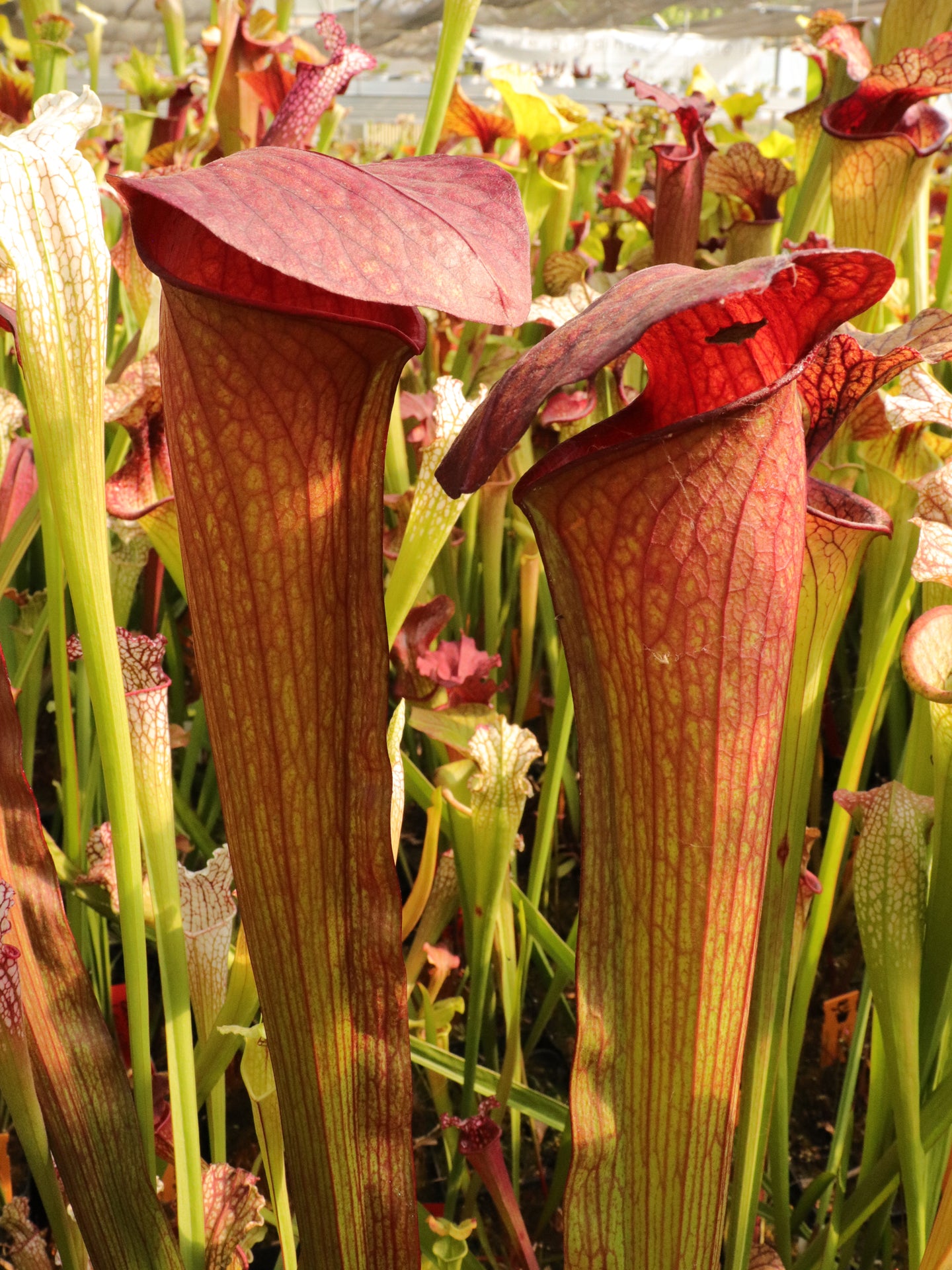 S.x Minor var. okefenokeensis  x flava var. ornata  Srba