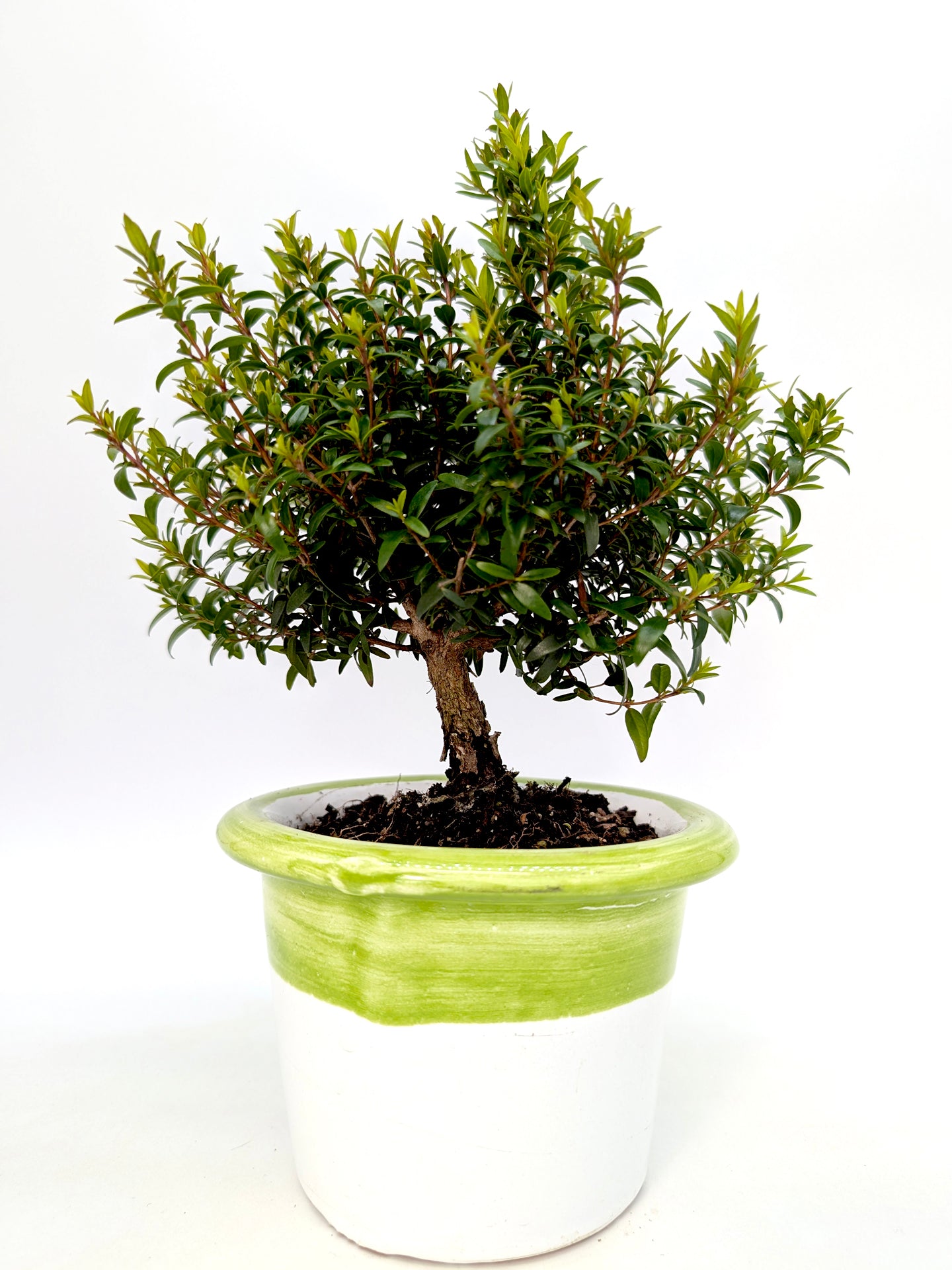 Miniature Myrtle in 14 cm Ceramic Pot