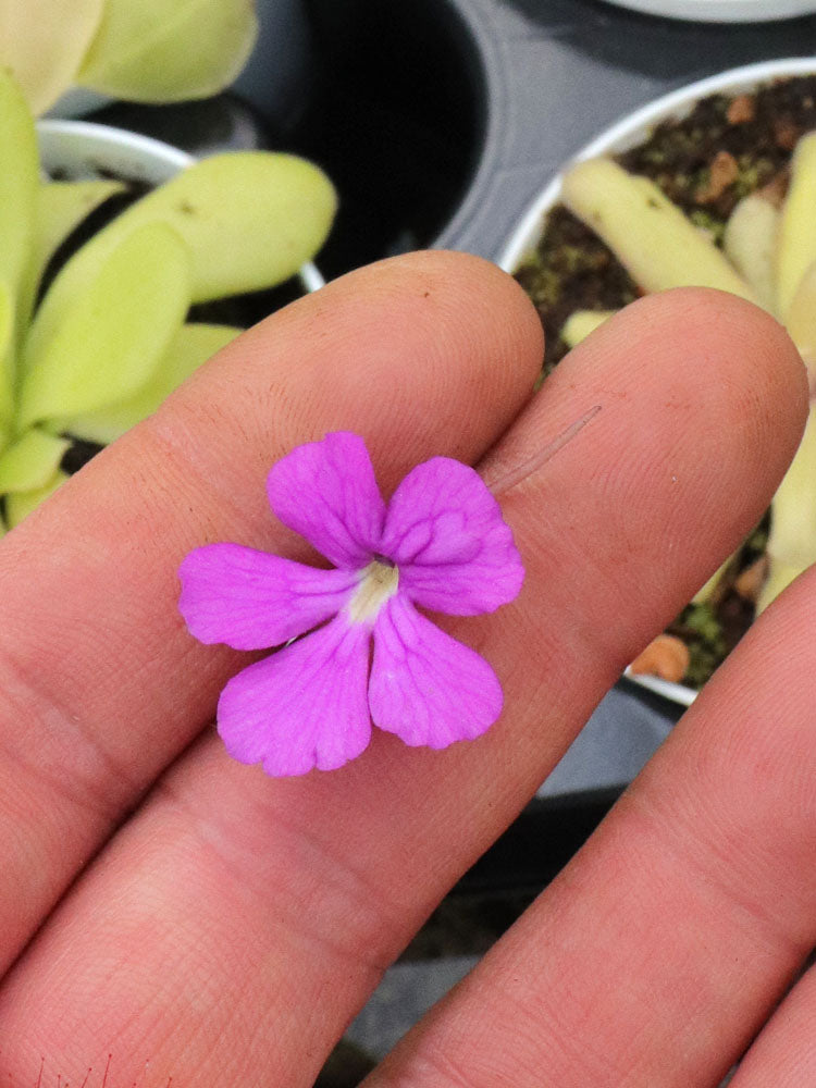 Pinguicula moctezumae x emarginata