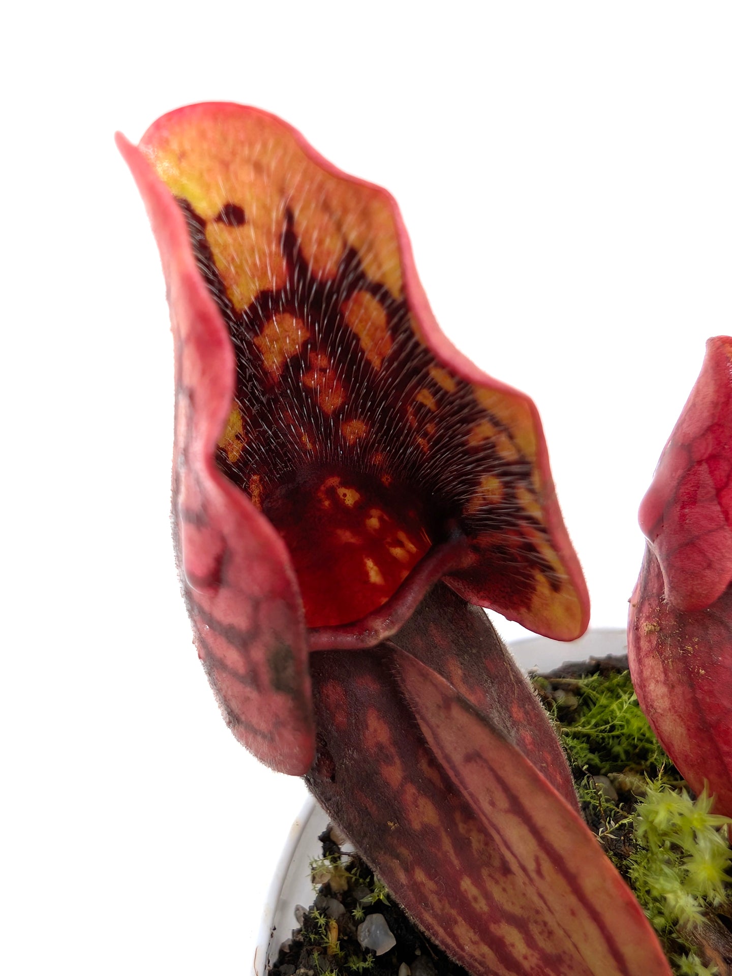 Sarracenia purpurea ssp. venosa var. montana Tom's Swamp