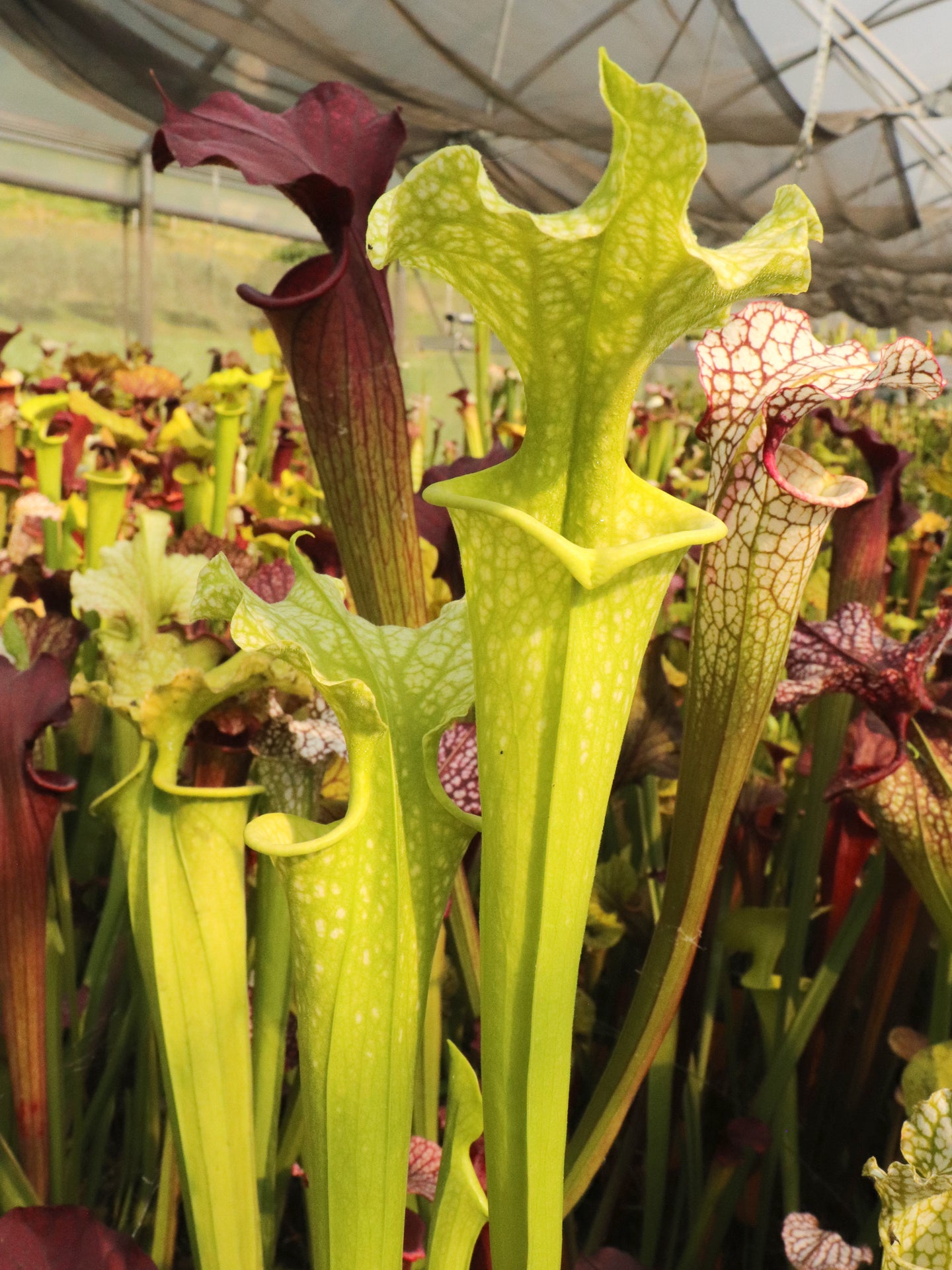 Sarracenia x moorei "Yellow Anthocyanin free"