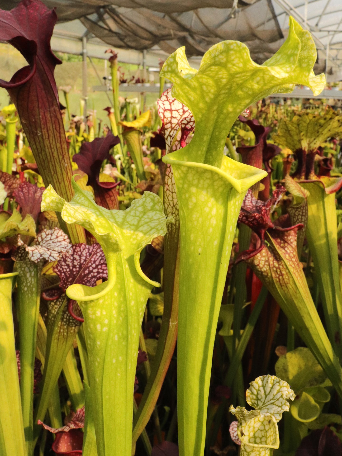 Sarracenia x moorei "Yellow Anthocyanin free"