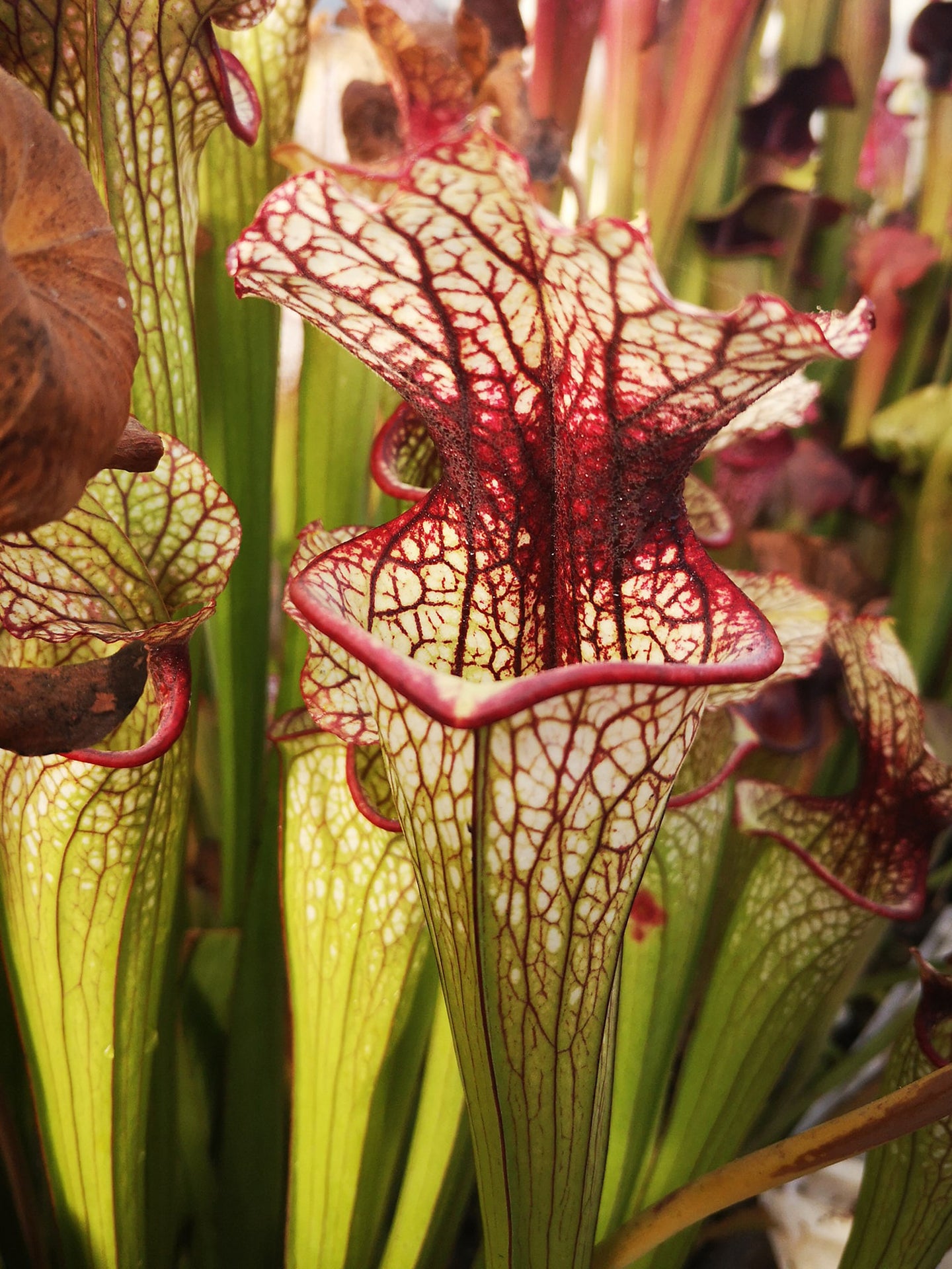 S.x moorei "Big Babol"