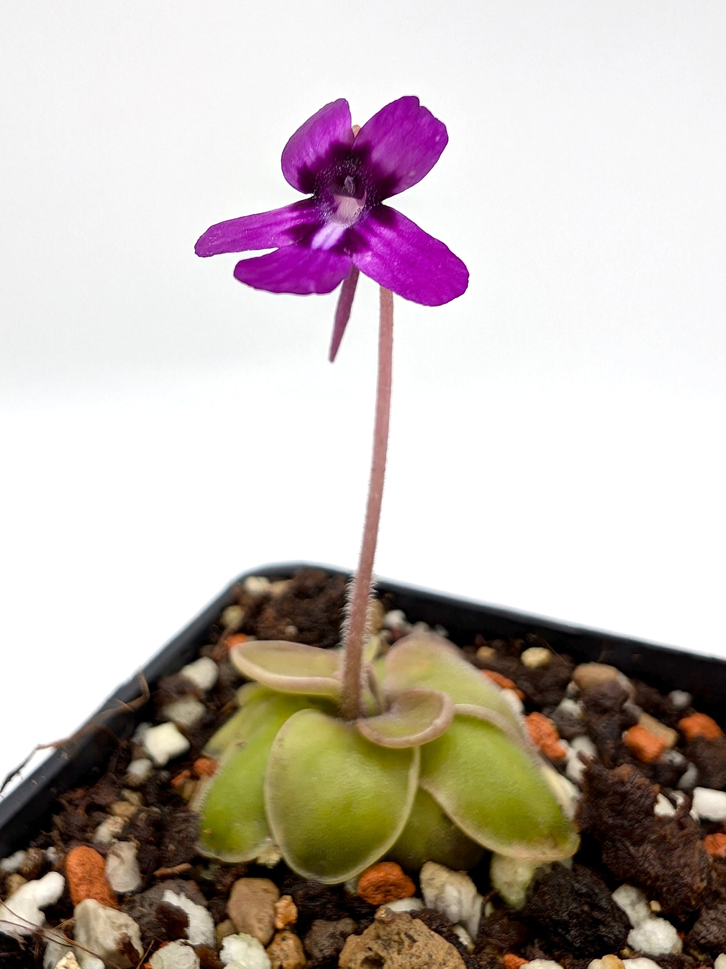 Pinguicula moranensis "Dark Violet Flower" Santa Maria Yucuhiti