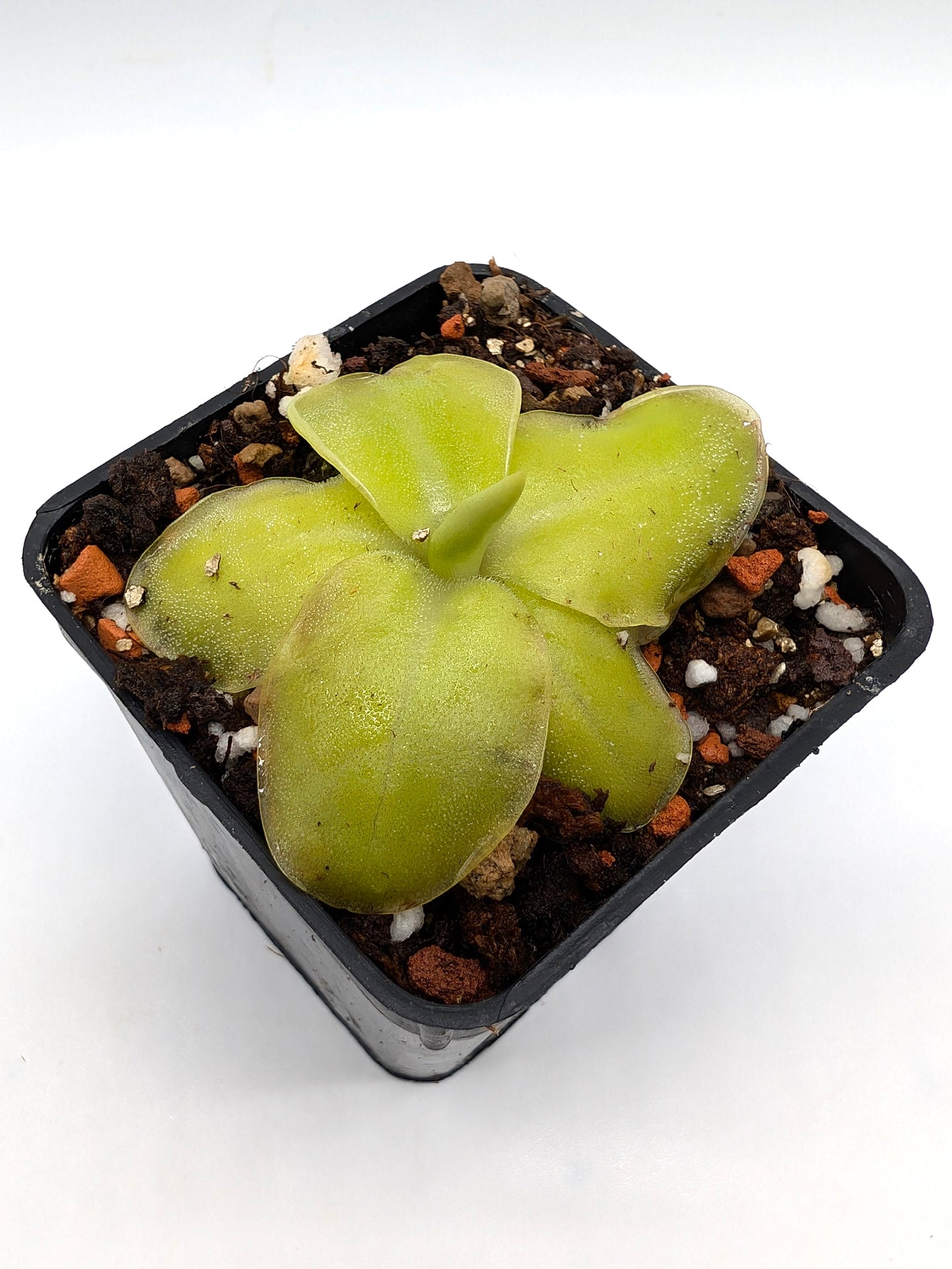 Pinguicula moranensis "Big Clone" 1960