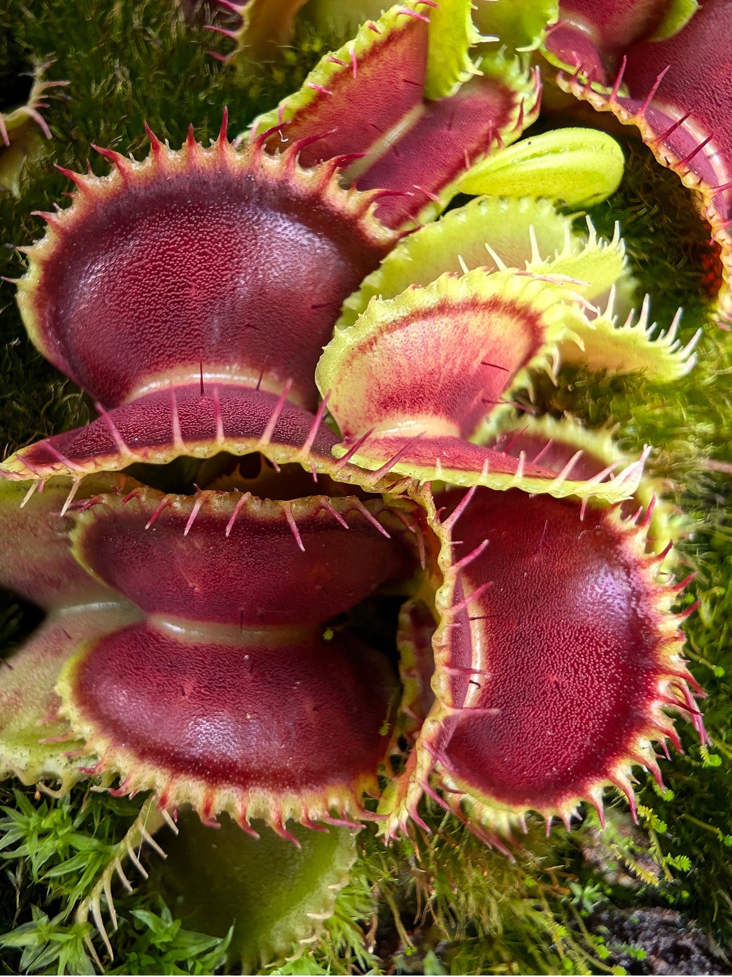 Dionaea muscipula Mutant #1