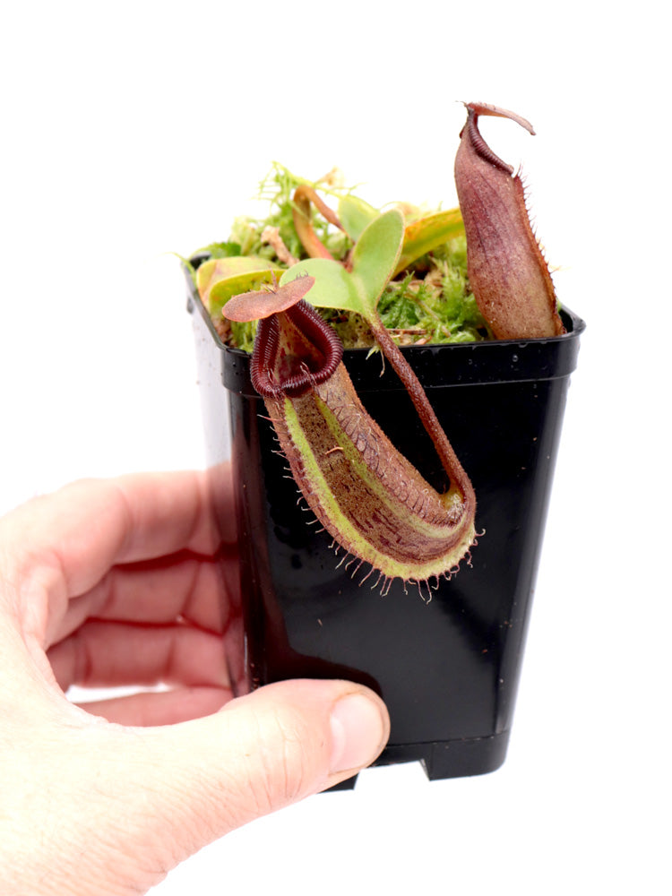 Nepenthes aff. nebularum Mindanao, Philippines
