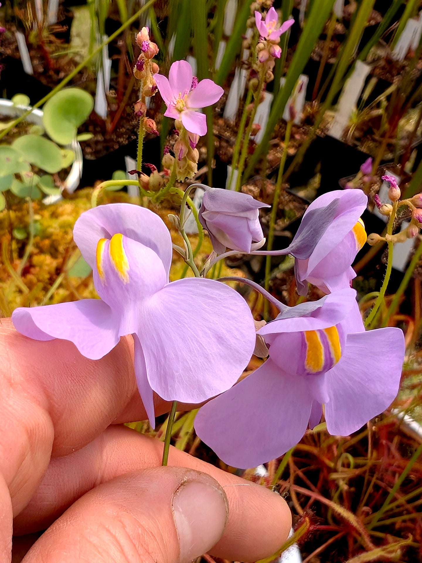 Utricularia reniformis x nelumbifolia