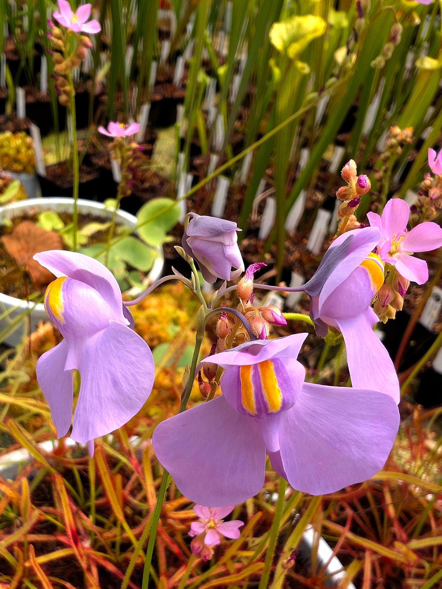 Utricularia reniformis x nelumbifolia
