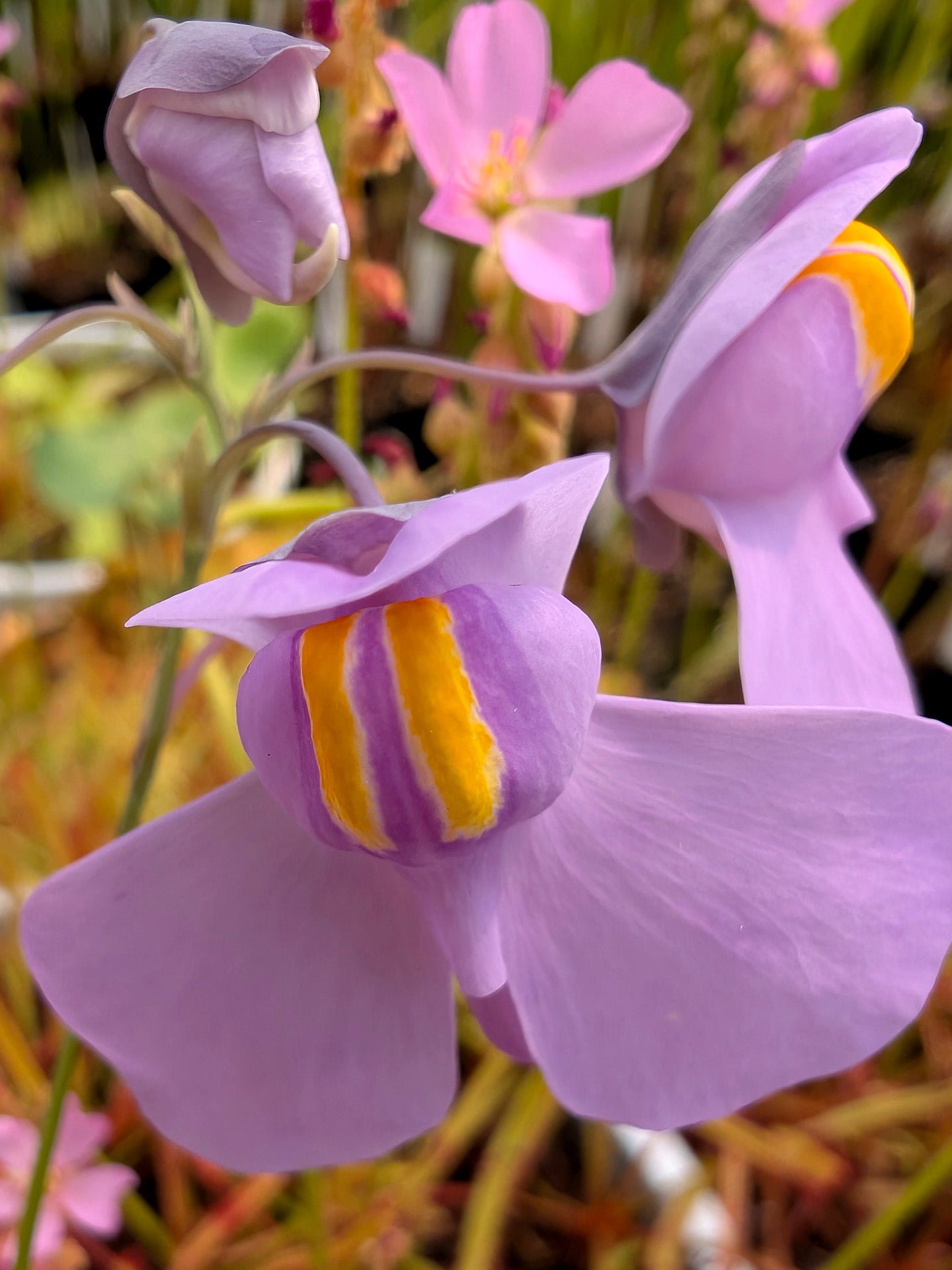 Utricularia reniformis x nelumbifolia