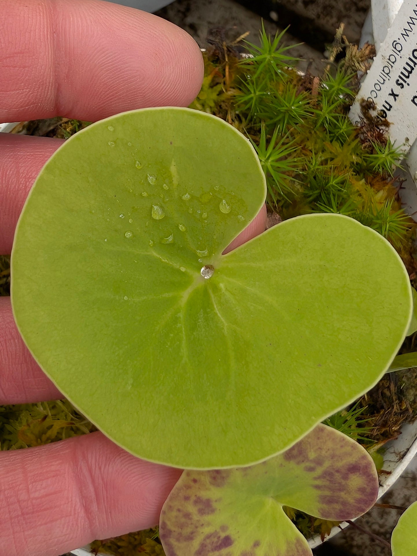 Utricularia reniformis x nelumbifolia