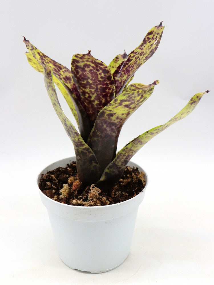 Neoregelia Caviar