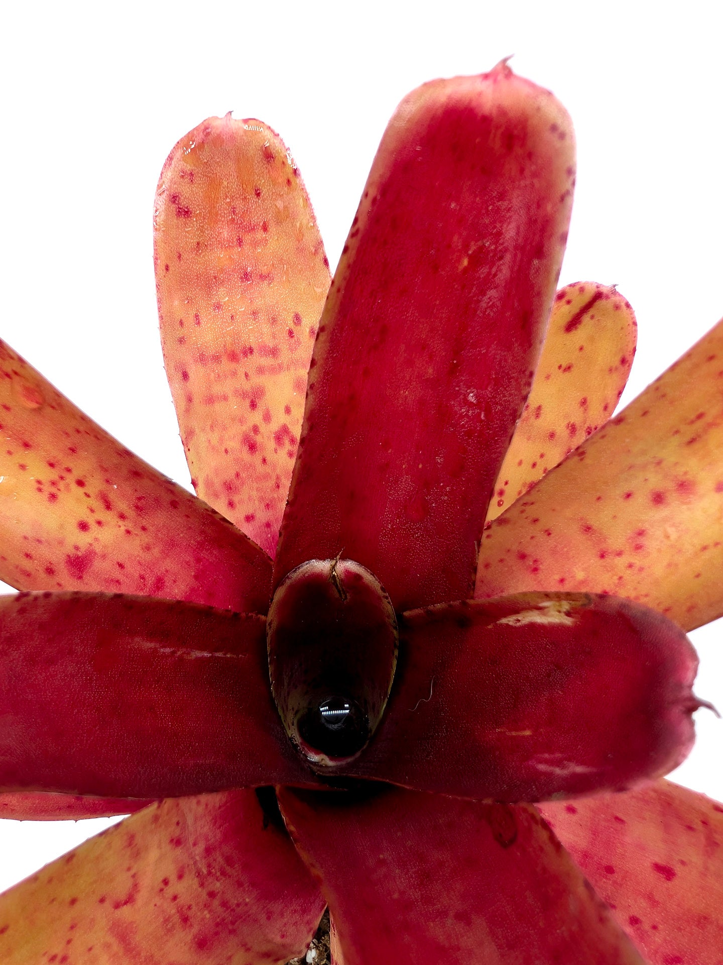 Neoregelia Fireball Spotted