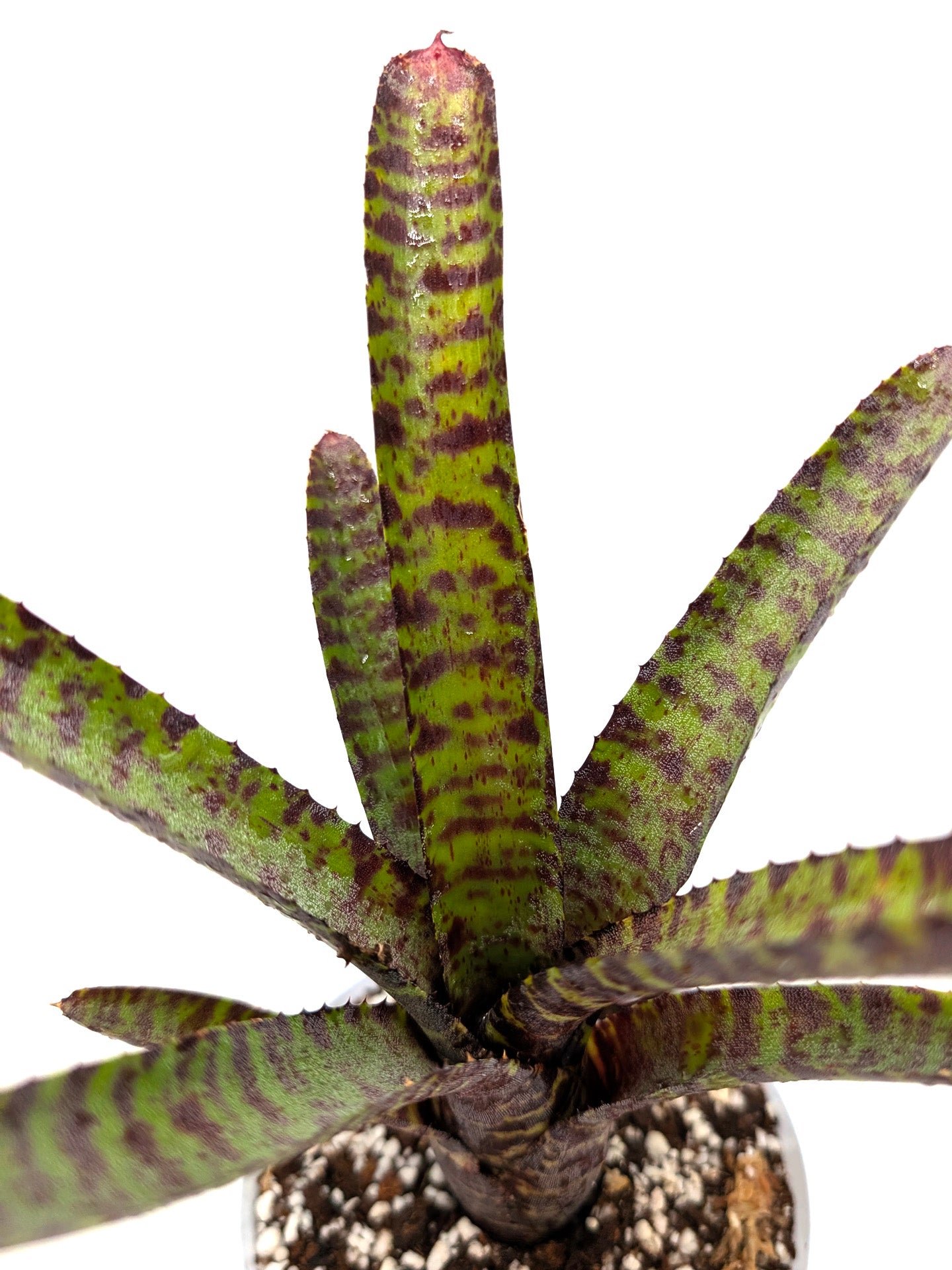 Neoregelia purpurea compacta