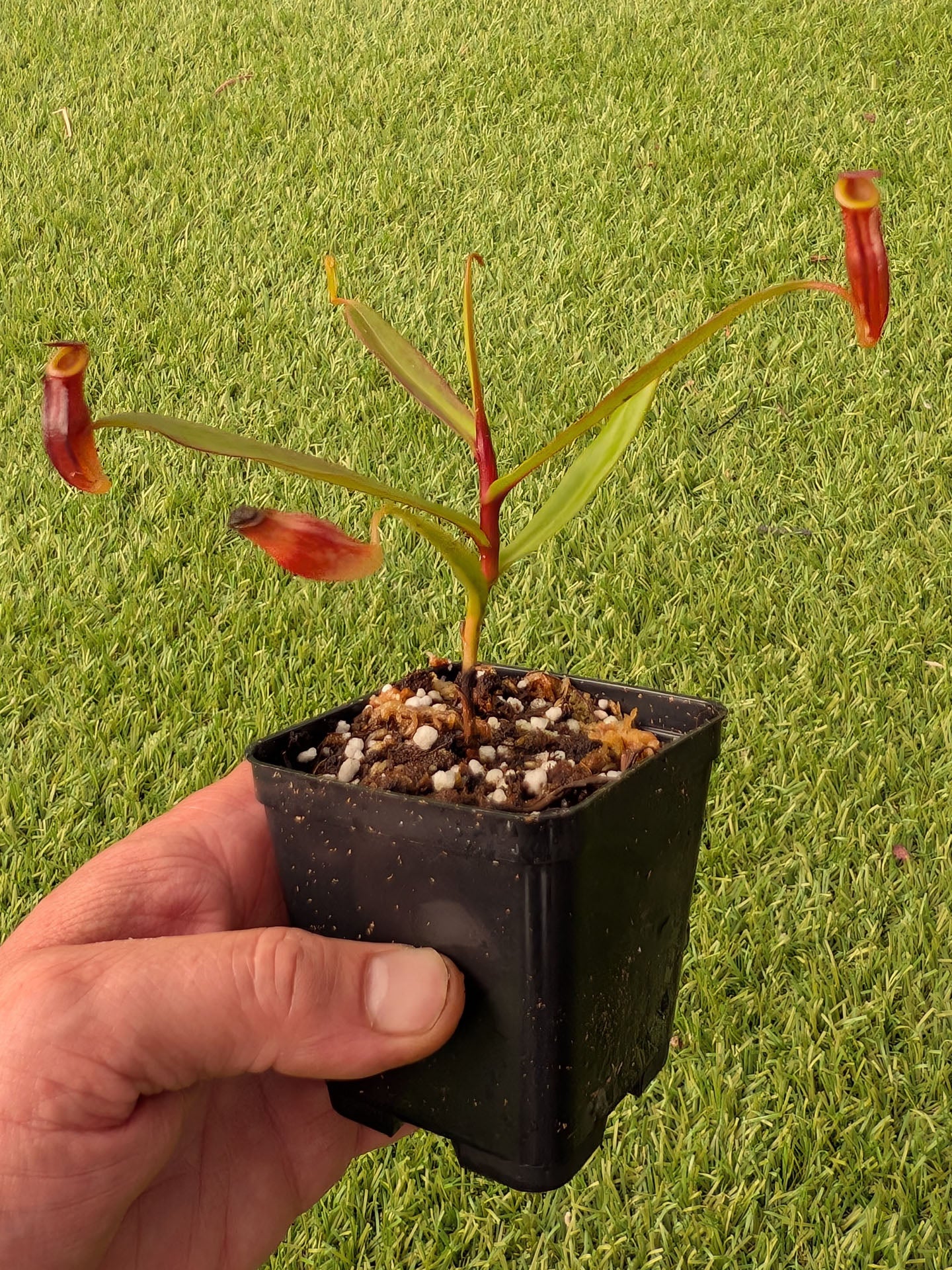 Nepenthes dubia Mt. Merapi, West Sumatra, Indonesia