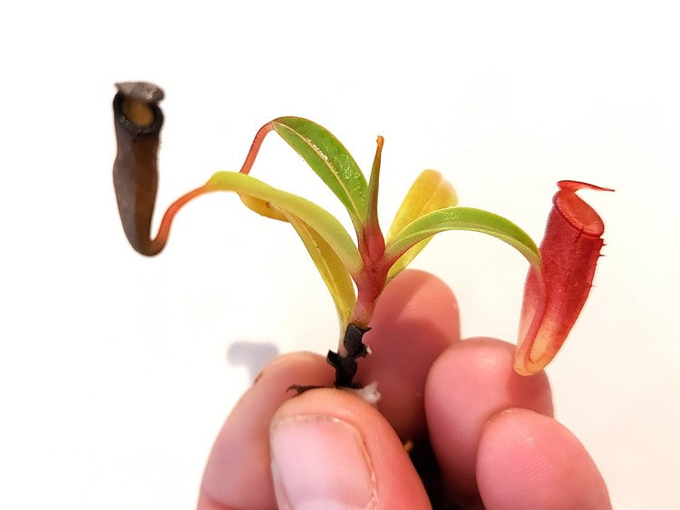 Nepenthes dubia hybrid (Dubia x Jamban)