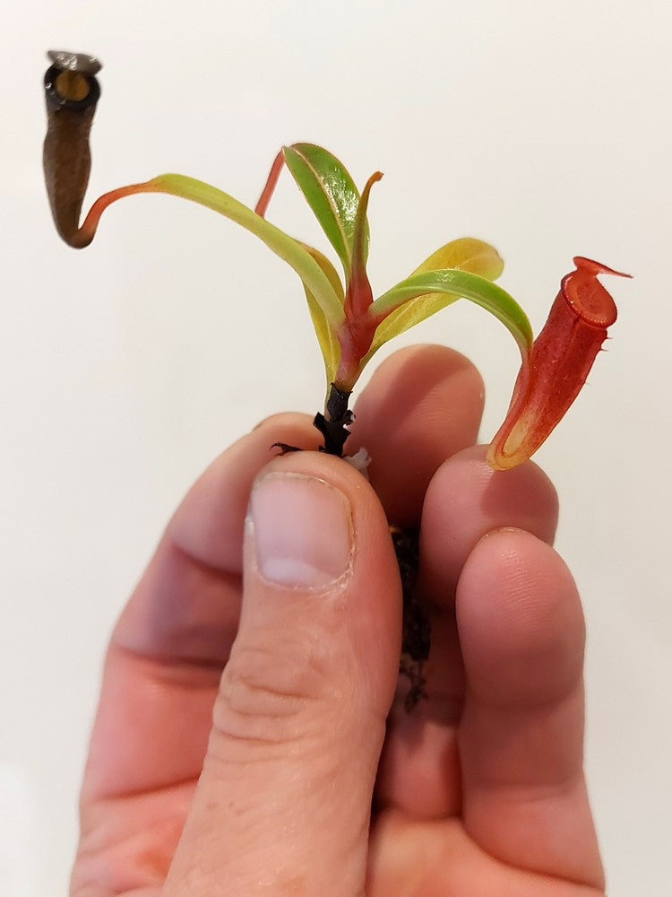 Nepenthes dubia hybrid (Dubia x Jamban)