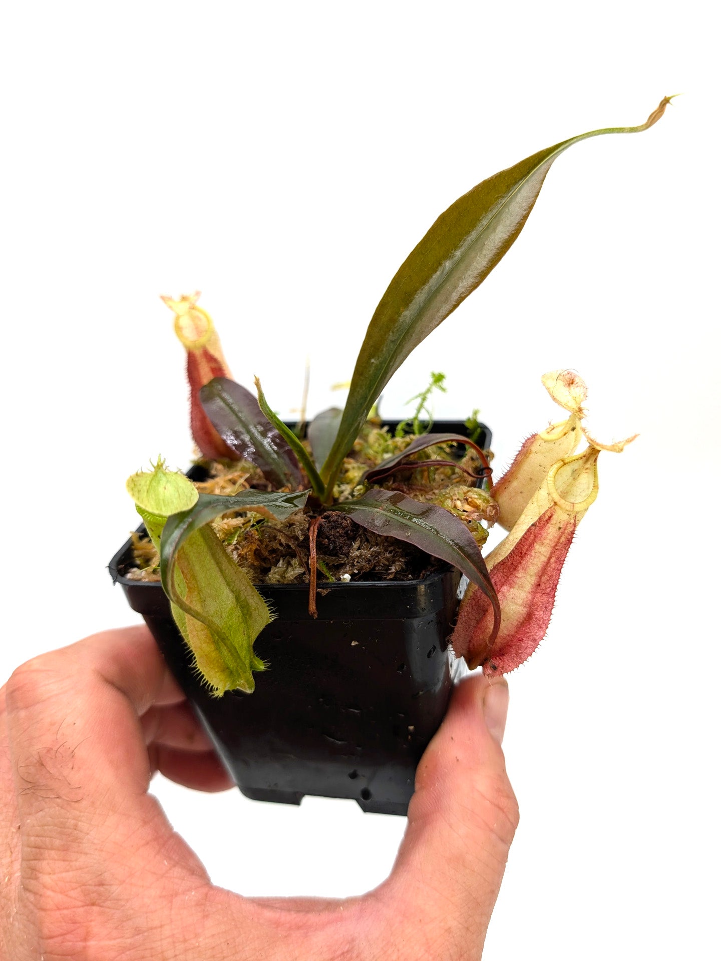 Nepenthes hemsleyana Borneo