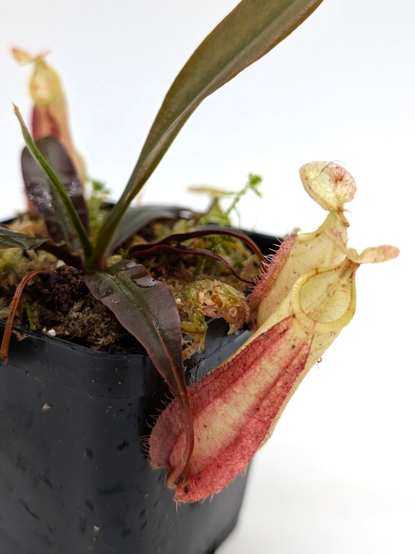 Nepenthes hemsleyana Borneo