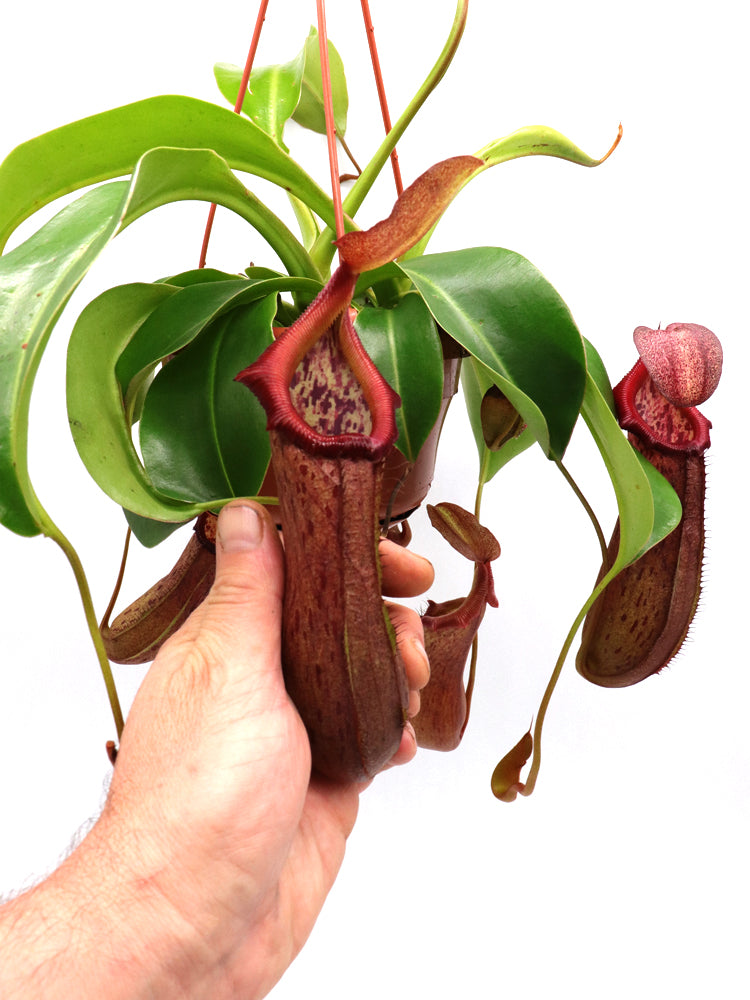 Nepenthes "Rob" Ventricosa x Robcantleyi